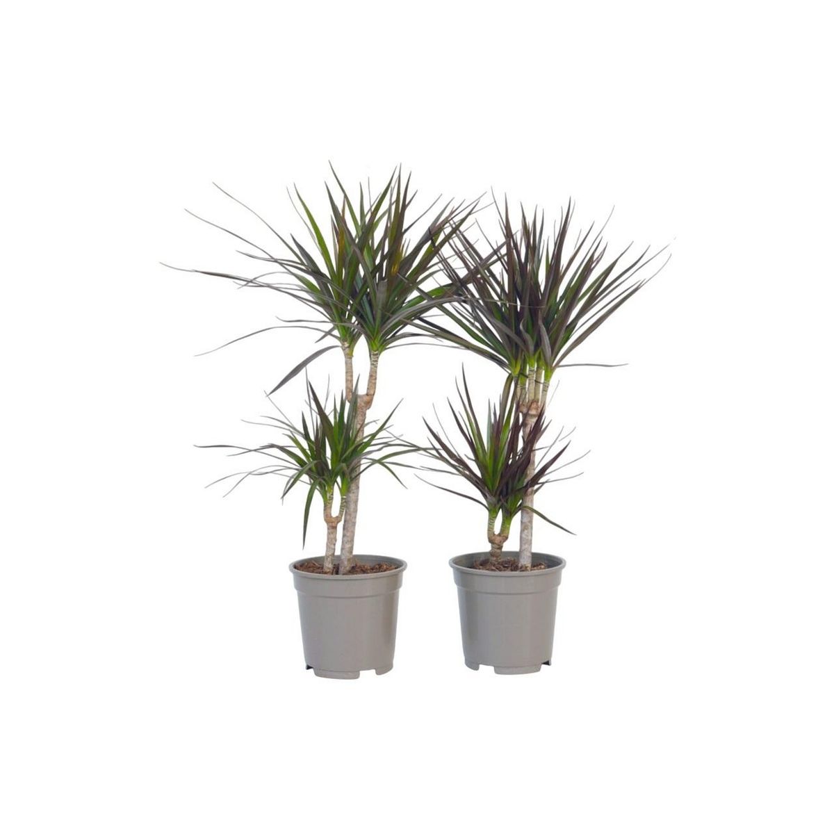 PLANT IN A BOX Dragonnier - Set de 2 - Dracaena marginata - Hauteur 70-80cm - ⌀17cm