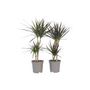 Voir la diapositive 1 : PLANT IN A BOX Dragonnier - Set de 2 - Dracaena marginata - Hauteur 70-80cm - ⌀17cm