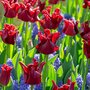 Voir la diapositive 4 : PLANT IN A BOX Bulbes de tulipes 'Red Dress' - Lot de 10 - Rouge foncé - Rustiques & vivaces