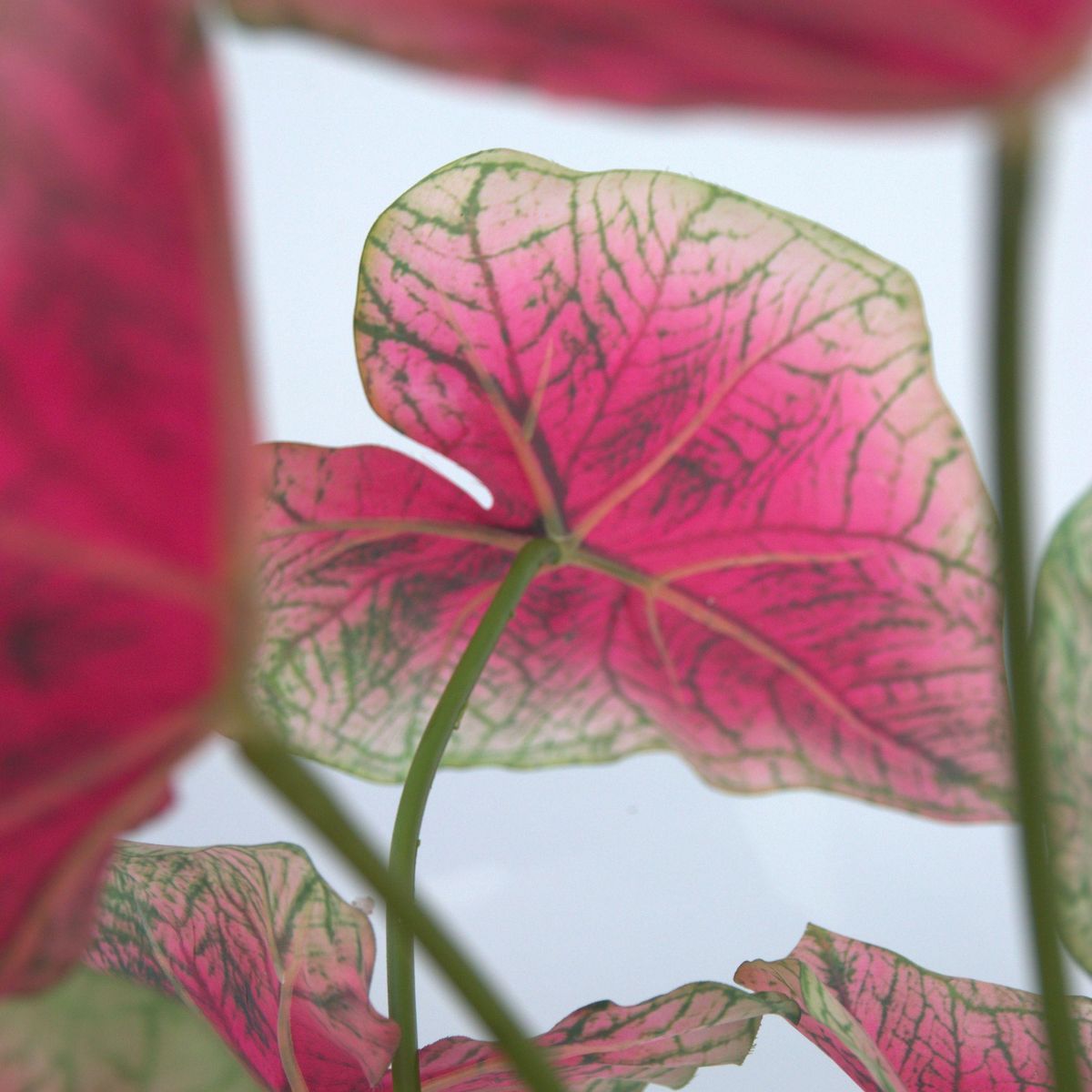 PLANT IN A BOX Caladium artificiel - Hauteur 60cm
