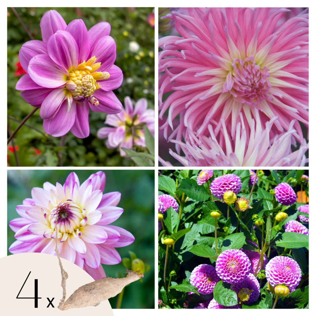 PLANT IN A BOX Dahlias - Set de 4 - Dahlia 'Pink Love' - Bulbes à fleurs - Rose