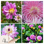 Voir la diapositive 5 : PLANT IN A BOX Dahlias - Set de 4 - Dahlia 'Pink Love' - Bulbes à fleurs - Rose