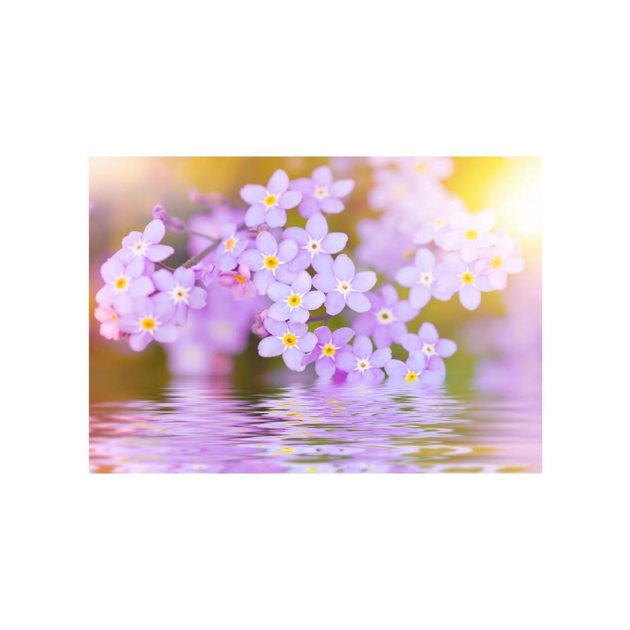 Voir la diapositive 2 : Paris Prix Papier peint  violet petals in bloom