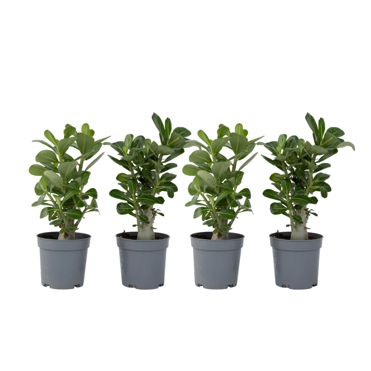 PLANT IN A BOX Rose du désert - Set de 4 - Adenium obesum - Hauteur 25-40cm - ⌀10,5cm