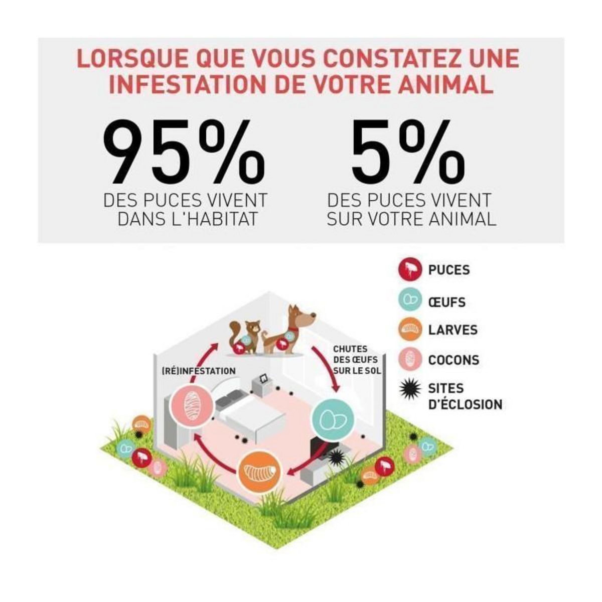 Frontline FRONTLINE Spot On chien 10-20kg - 6 pipettes