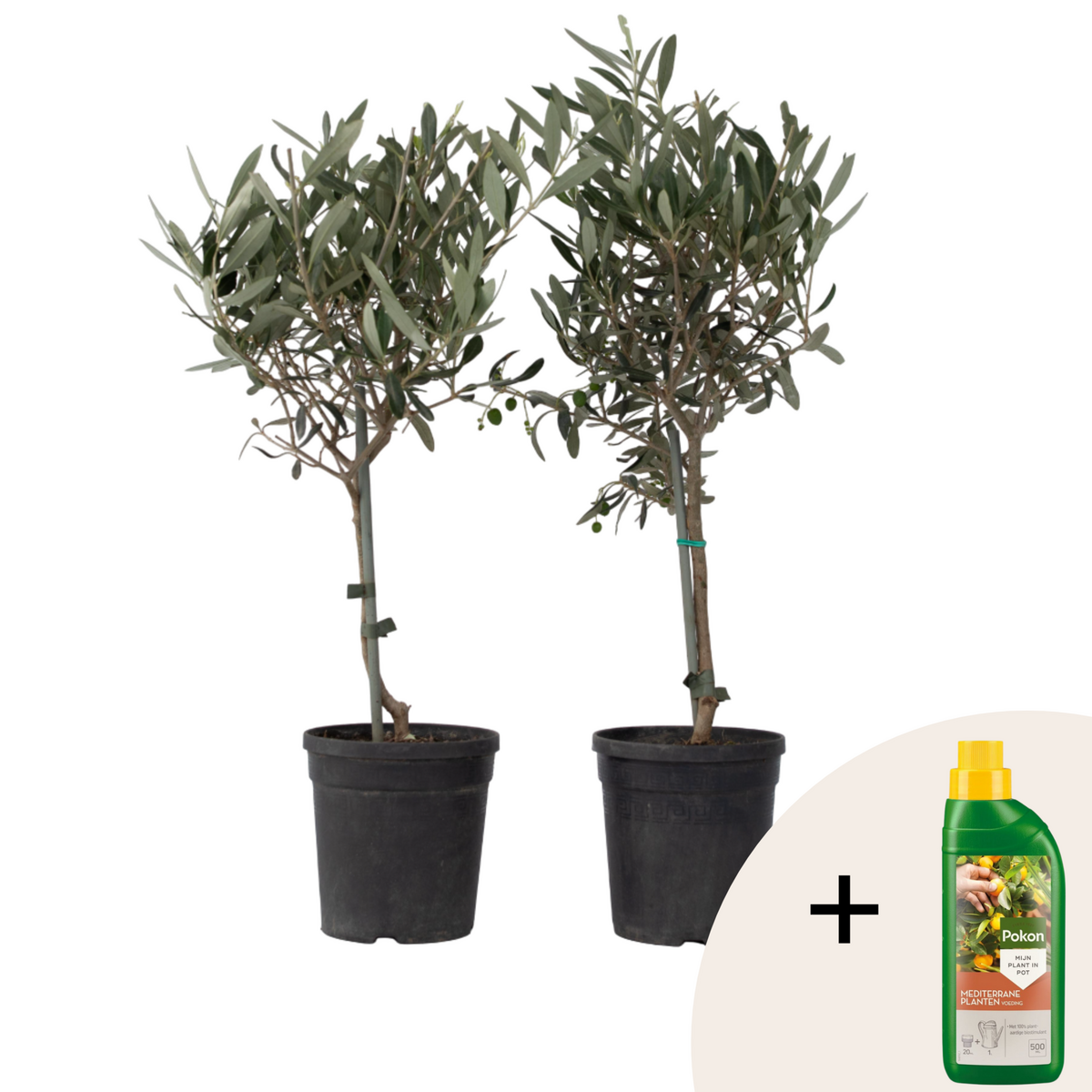 PLANT IN A BOX Olivier - Set de 2 - Olea europaea - Hauteur 50-60cm - ⌀14cm