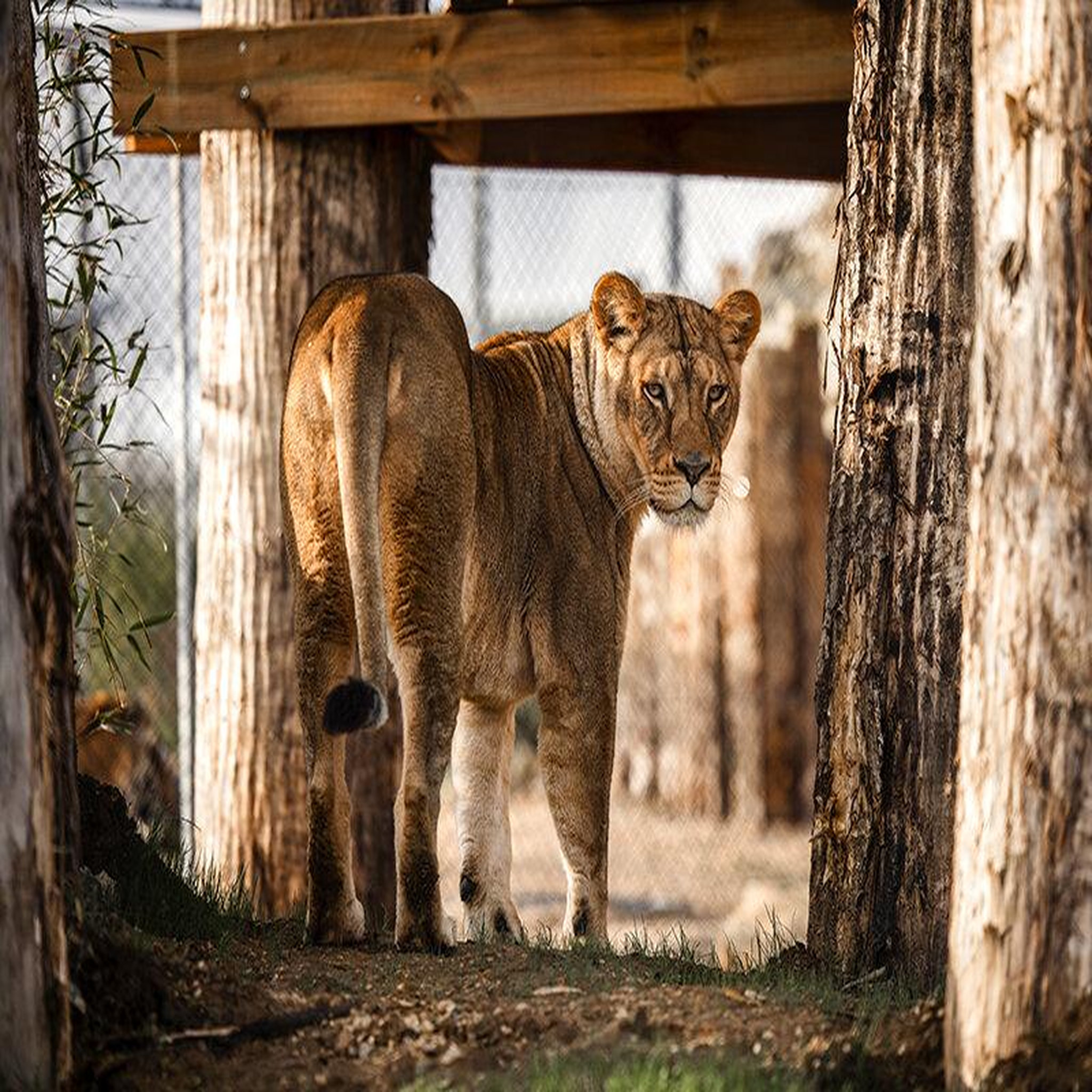 Voir la diapositive 4 : Smartbox Tanière zoo refuge : immersion avec les carnivores ou les éléphants pour 2 personnes - coffret cadeau multi-thèmes