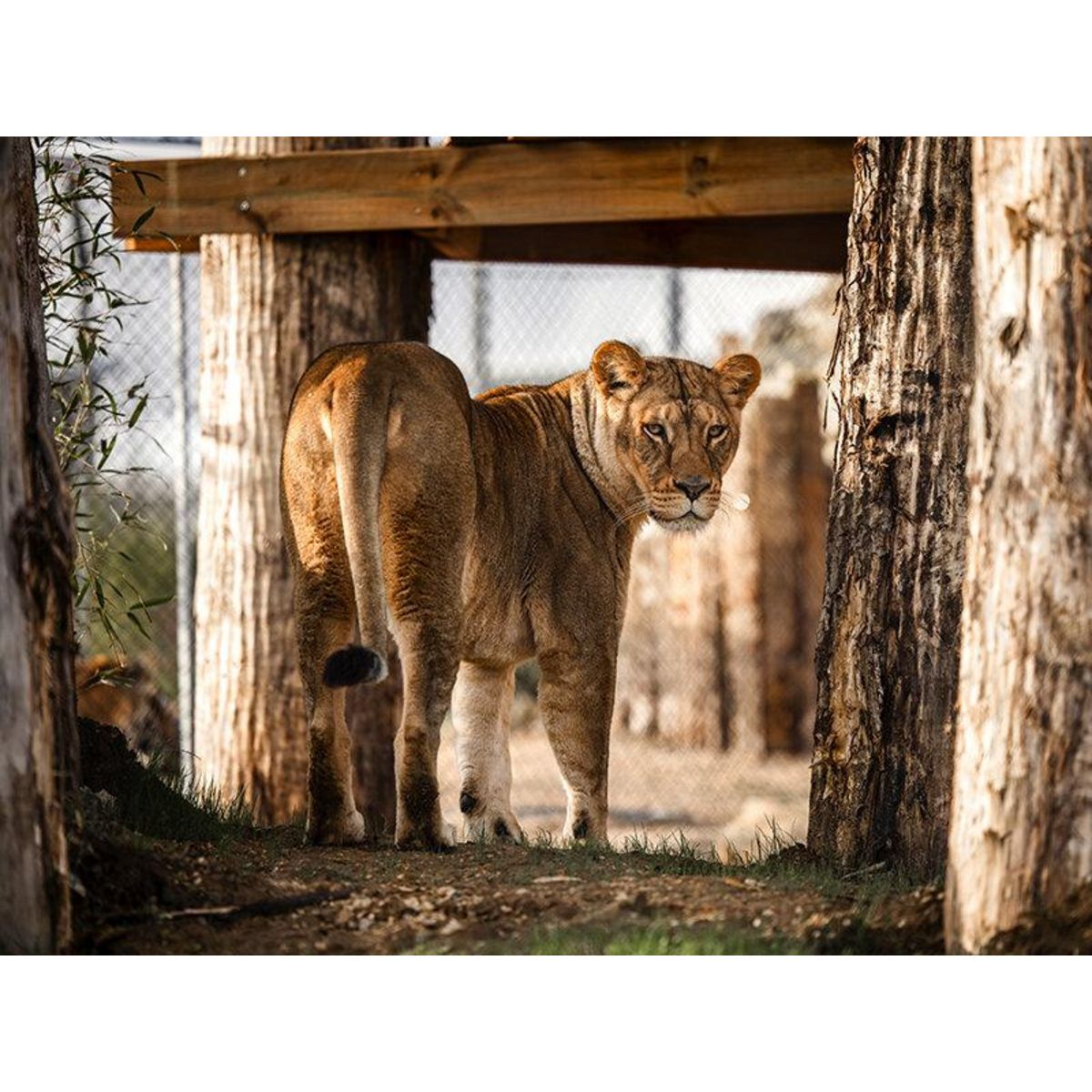 Smartbox Tanière Zoo Refuge : immersion avec les carnivores ou les éléphants pour 2 personnes - Coffret Cadeau Multi-thèmes