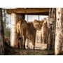 Voir la diapositive 4 : Smartbox Tanière Zoo Refuge : immersion avec les carnivores ou les éléphants pour 2 personnes - Coffret Cadeau Multi-thèmes