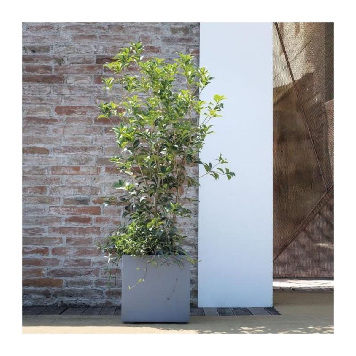 DEROMA Pot de fleur Cube - DEROMA - Millennium R - Ashgrey - A réserve d'eau - 39 cm