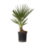 Voir la diapositive 1 : PLANT IN A BOX Palmier nain - Chamaerops humilis - Hauteur 50-60cm - ⌀15cm