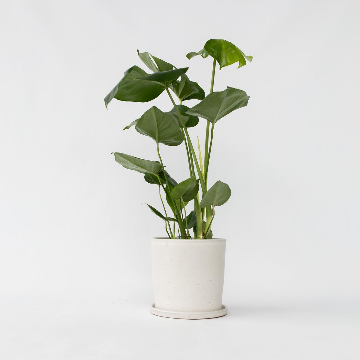 PLANT IN A BOX Plante à trous - Monstera deliciosa - Hauteur 50-60cm - ⌀17cm