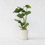 Voir la diapositive 6 : PLANT IN A BOX Plante à trous - Monstera deliciosa - Hauteur 50-60cm - ⌀17cm