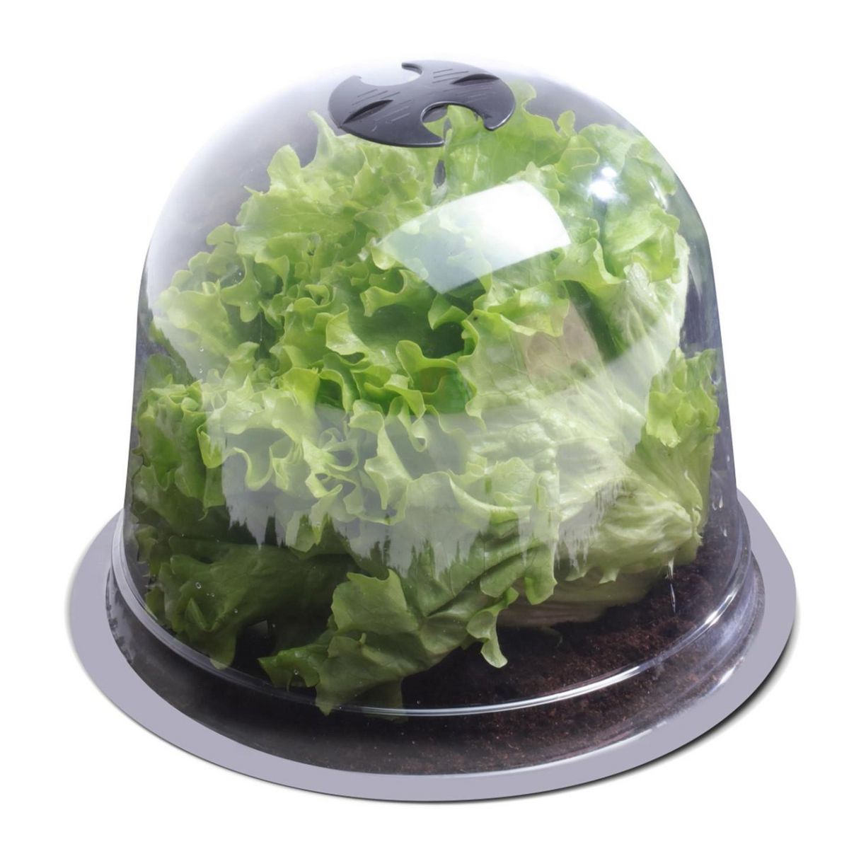ID MARKET Cloche à salades x12 serre de protection pour plants