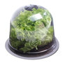 Voir la diapositive 5 : ID MARKET Cloche à salades x12 serre de protection pour plants