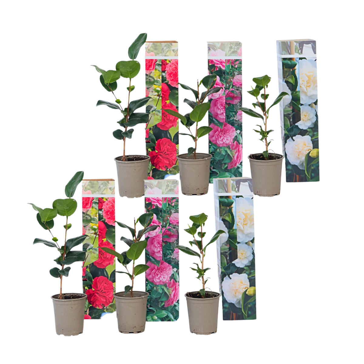 PLANT IN A BOX Camélia - Set de 6 - Camellia japonica - Hauteur 25-40cm - ⌀9cm
