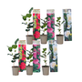 Voir la diapositive 1 : PLANT IN A BOX Camélia - Set de 6 - Camellia japonica - Hauteur 25-40cm - ⌀9cm