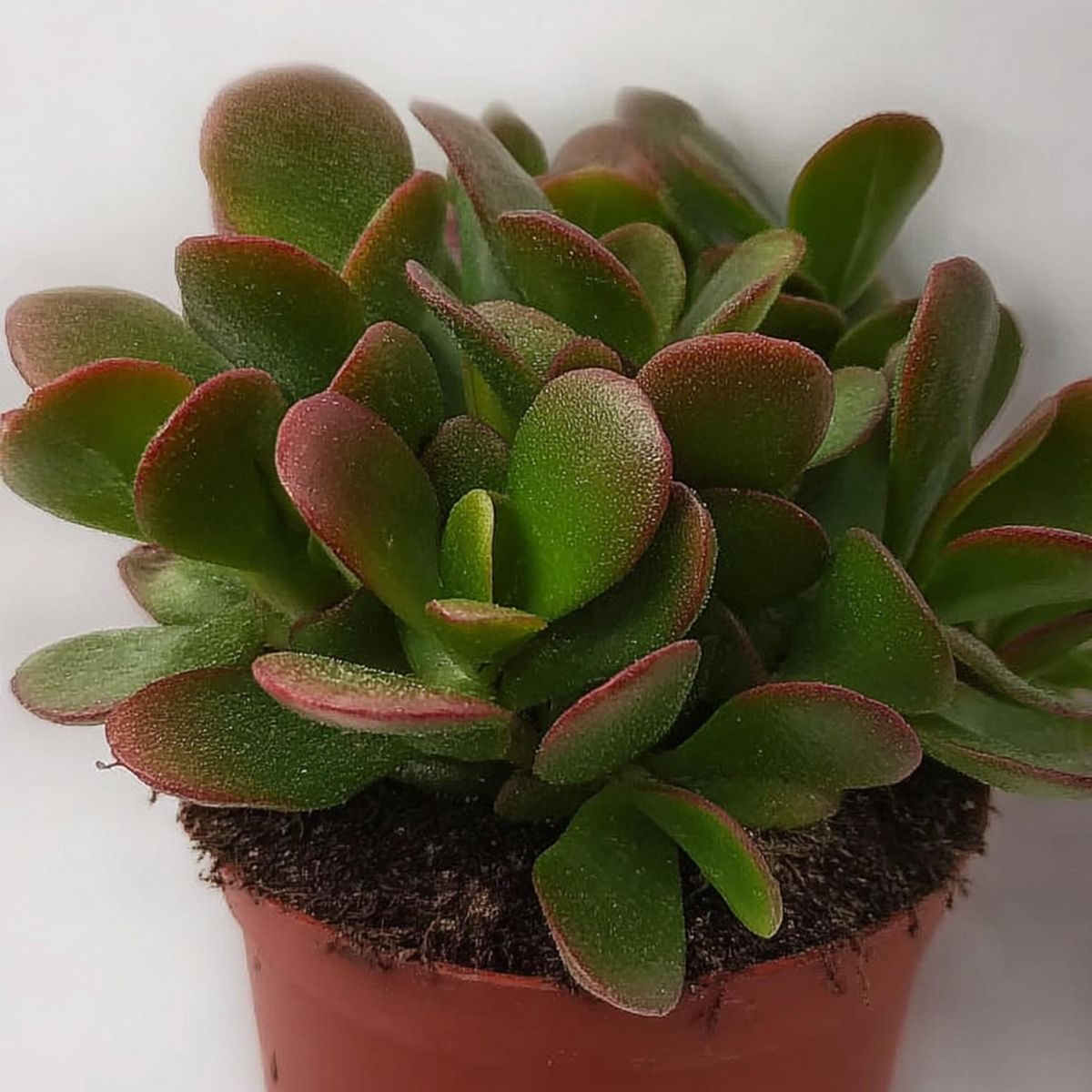 PLANT IN A BOX Arbre de jade - Lot de 2 - Crassula ovata 'Sunset' - Hauteur 15-20cm - ⌀12cm