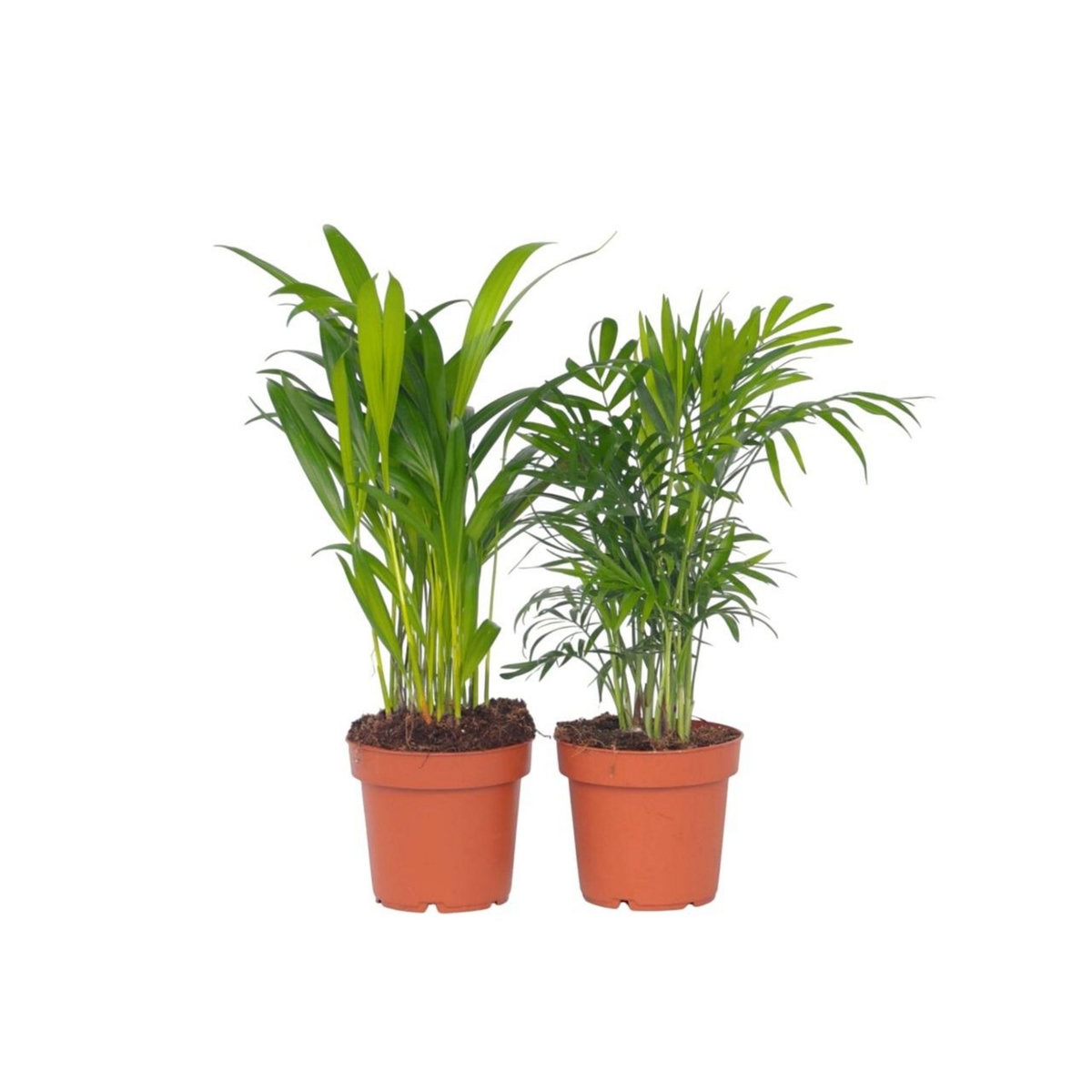 PLANT IN A BOX Palmiers d'intérieur - Set de 2 - Dypsis, Chamaedorea - Hauteur 25-40cm - ⌀12cm