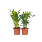 PLANT IN A BOX Palmiers d'intérieur - Set de 2 - Dypsis, Chamaedorea - Hauteur 25-40cm - ⌀12cm
