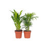 Voir la diapositive 1 : PLANT IN A BOX Palmiers d'intérieur - Set de 2 - Dypsis, Chamaedorea - Hauteur 25-40cm - ⌀12cm