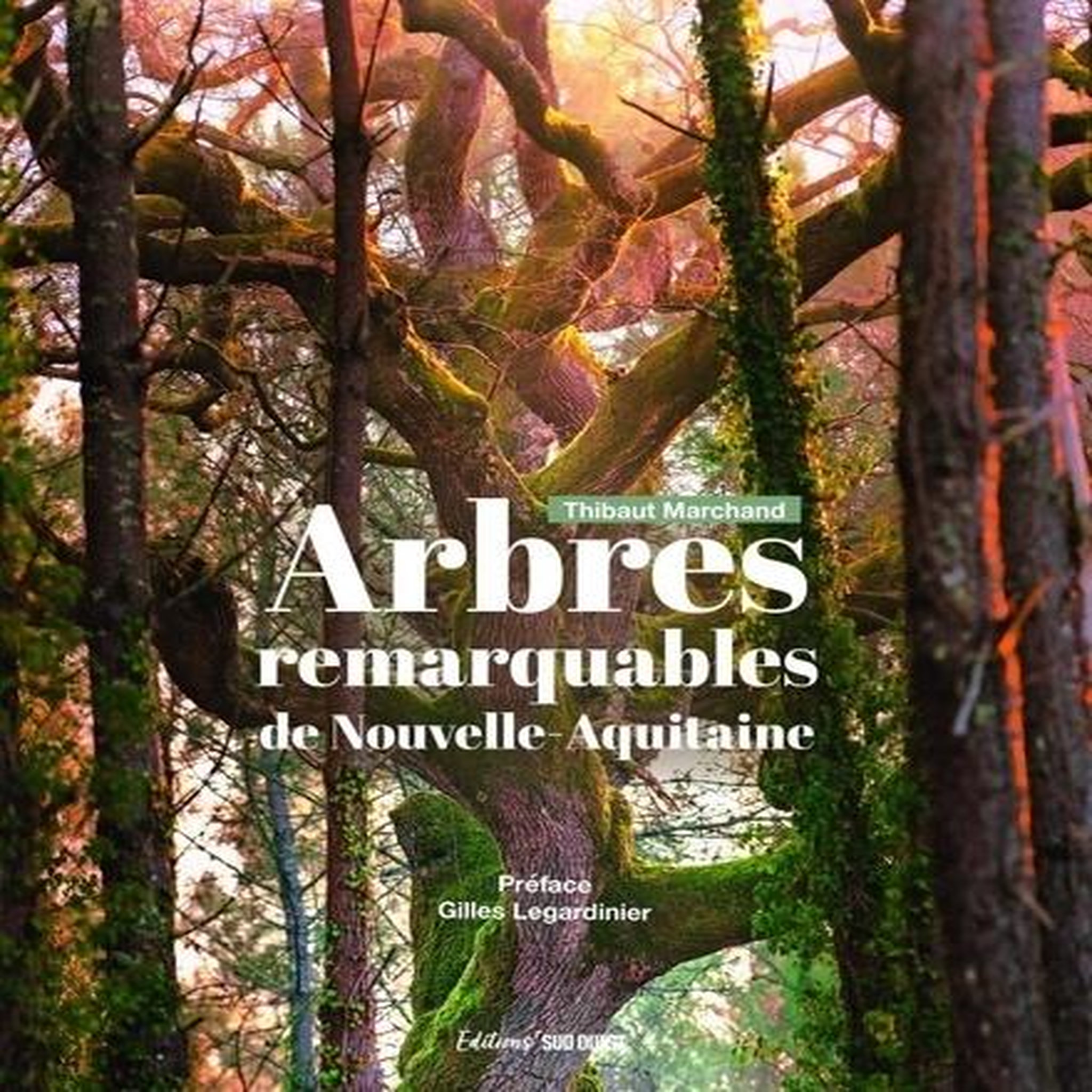 ARBRES REMARQUABLES DE NOUVELLE-AQUITAINE, Marchand Thibaut