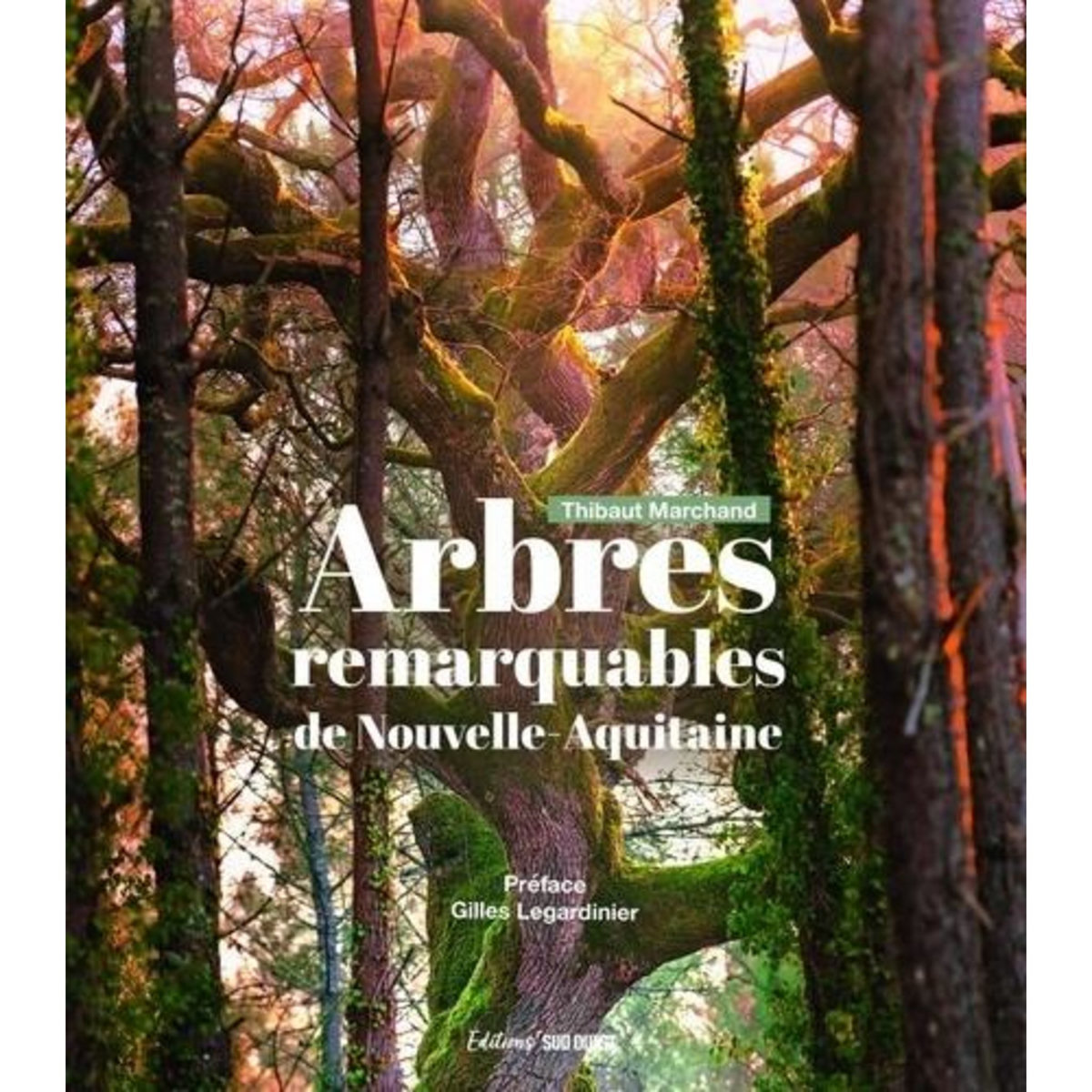 ARBRES REMARQUABLES DE NOUVELLE-AQUITAINE, Marchand Thibaut