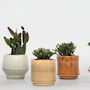 Voir la diapositive 3 : PLANT IN A BOX Cactus corail mix - Rhipsalis - Lot de 6 - Hauteur 8-12 cm - Pot 5.5 cm