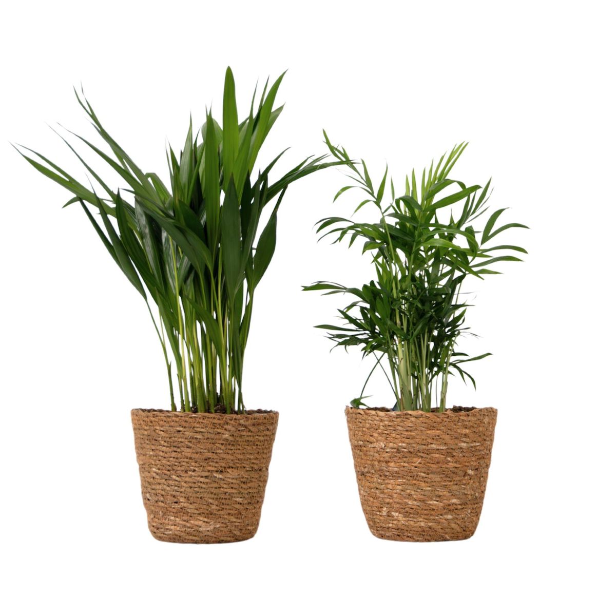 PLANT IN A BOX Petits Dypsis et Chamaedorea - Lot de 2 avec panier - Hauteur 25-40cm - ⌀12cm