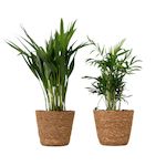 PLANT IN A BOX Petits Dypsis et Chamaedorea - Lot de 2 avec panier - Hauteur 25-40cm - ⌀12cm