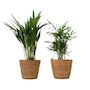 Voir la diapositive 1 : PLANT IN A BOX Petits Dypsis et Chamaedorea - Lot de 2 avec panier - Hauteur 25-40cm - ⌀12cm