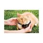 Voir la diapositive 3 : PETSAFE PETSAFE Cloture a fil special chat - collier a pile Deluxe In-Ground Cat Fence