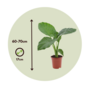 Voir la diapositive 2 : PLANT IN A BOX Plante à grandes feuilles - Set de 4 - Alocasia macrorrhizos - H60-70cm - ⌀17cm
