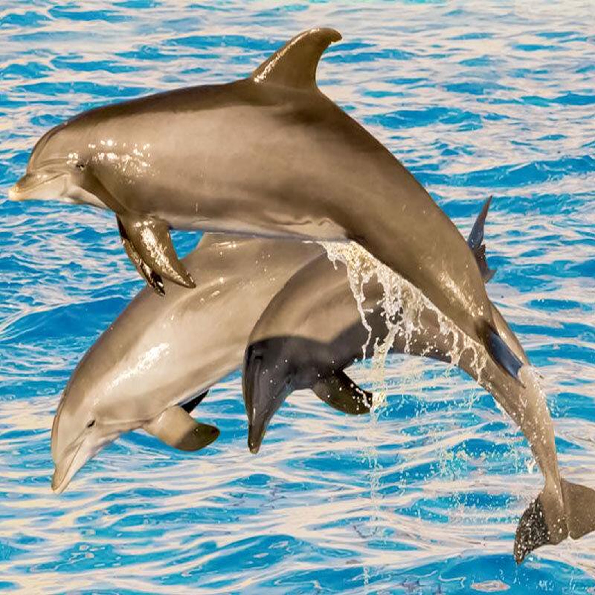 Voir la diapositive 5 : Smartbox 2 nuits avec entrée au parc aquatique pour 2 à l'hôtel marineland resort - coffret cadeau séjour