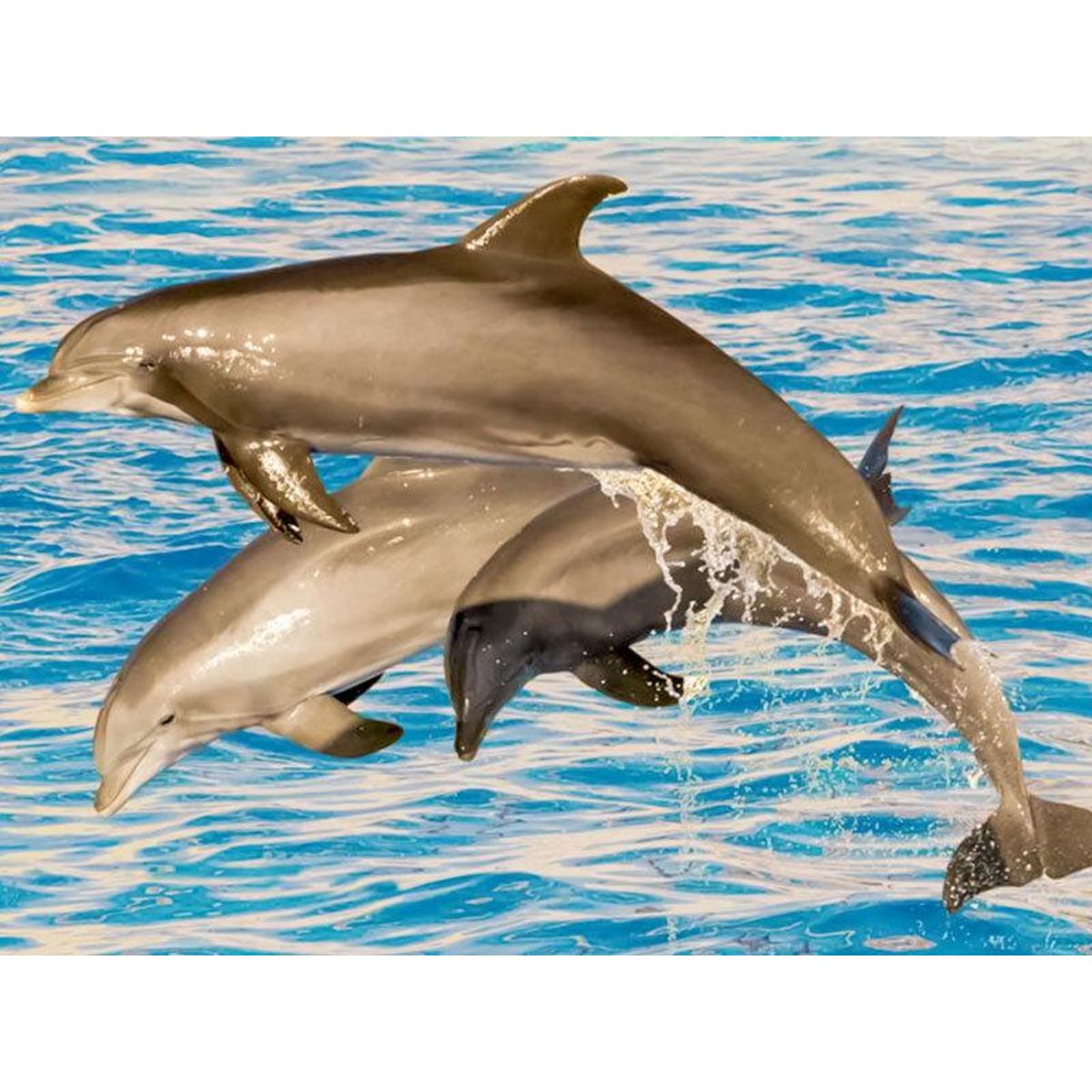 Smartbox 2 nuits avec entrée au parc aquatique pour 2 à l'Hôtel Marineland Resort - Coffret Cadeau Séjour