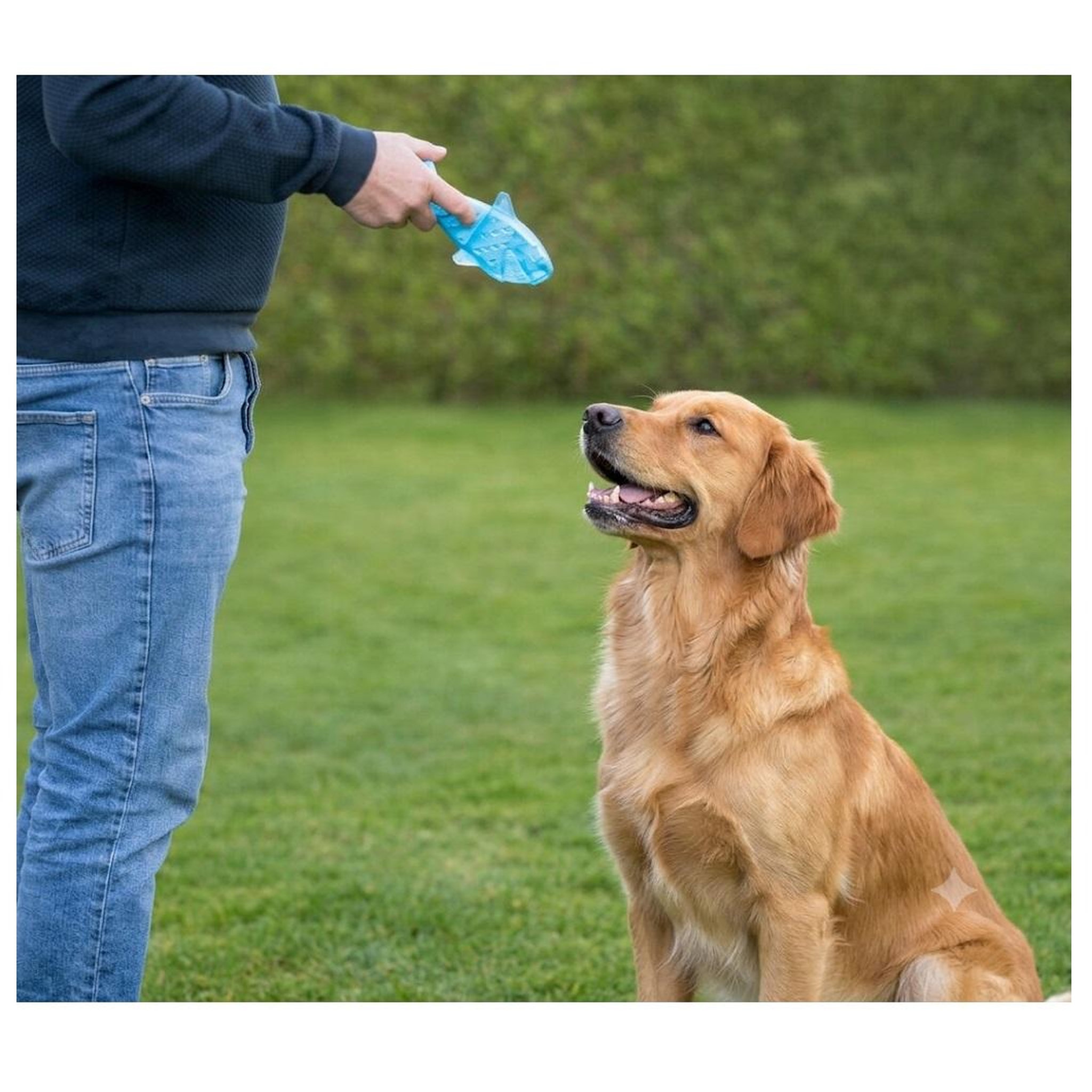 Voir la diapositive 2 : Eden Jeu rafraîchissant poisson pour chien