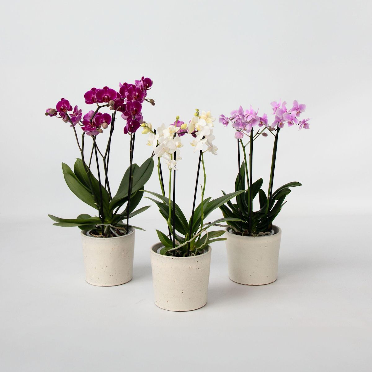 PLANT IN A BOX Orchidée Phalaenopsis - x3 - Phalaenopsis Multiflora - Hauteur 35-45cm - ⌀12cm