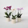 Voir la diapositive 5 : PLANT IN A BOX Orchidée Phalaenopsis - x3 - Phalaenopsis Multiflora - Hauteur 35-45cm - ⌀12cm