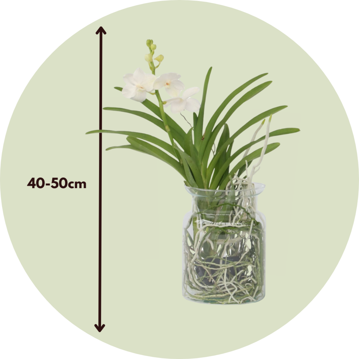 PLANT IN A BOX Orchidée - Vanda 'White' - Hauteur 40-50cm - ⌀14cm