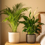 Voir la diapositive 5 : PLANT IN A BOX Mélange de plantes d'intérieur - Set de 2 - Hauteur 60-75cm - ⌀17cm