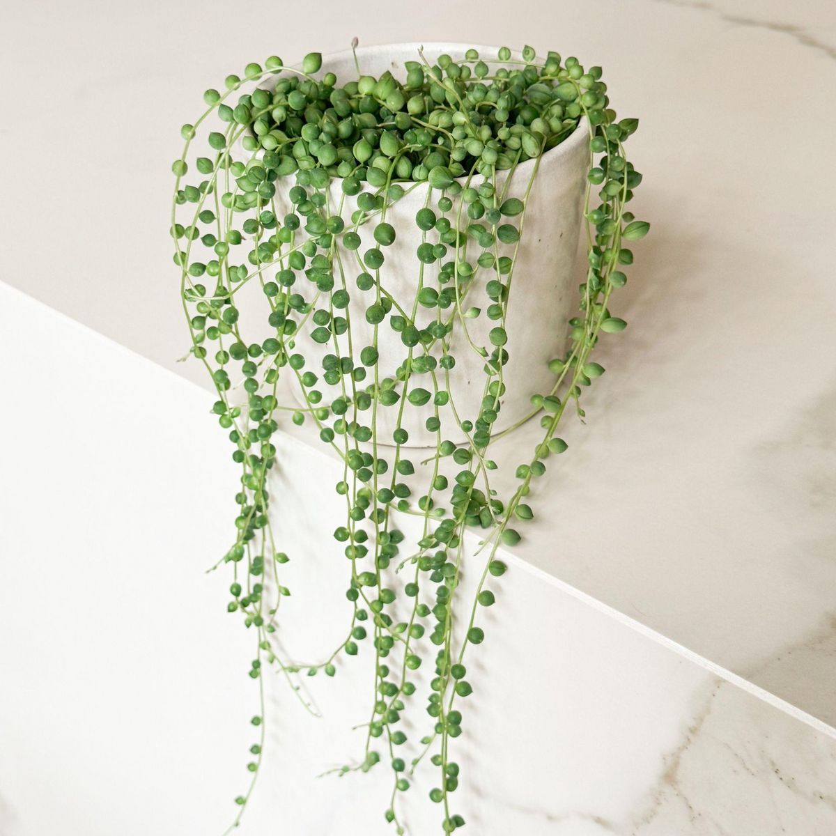 PLANT IN A BOX Plante collier de perles - Senecio rowleyanus - Hauteur 10-20cm - ⌀12cm