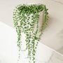 Voir la diapositive 4 : PLANT IN A BOX Plante collier de perles - Senecio rowleyanus - Hauteur 10-20cm - ⌀12cm