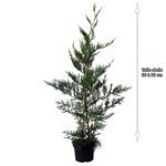 Cyprès de leyland (Cupressocyparis Leylandii) - Pot de 3L - H/60-80cm