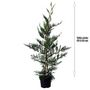 Voir la diapositive 1 : Cyprès de leyland (Cupressocyparis Leylandii) - Pot de 3L - H/60-80cm