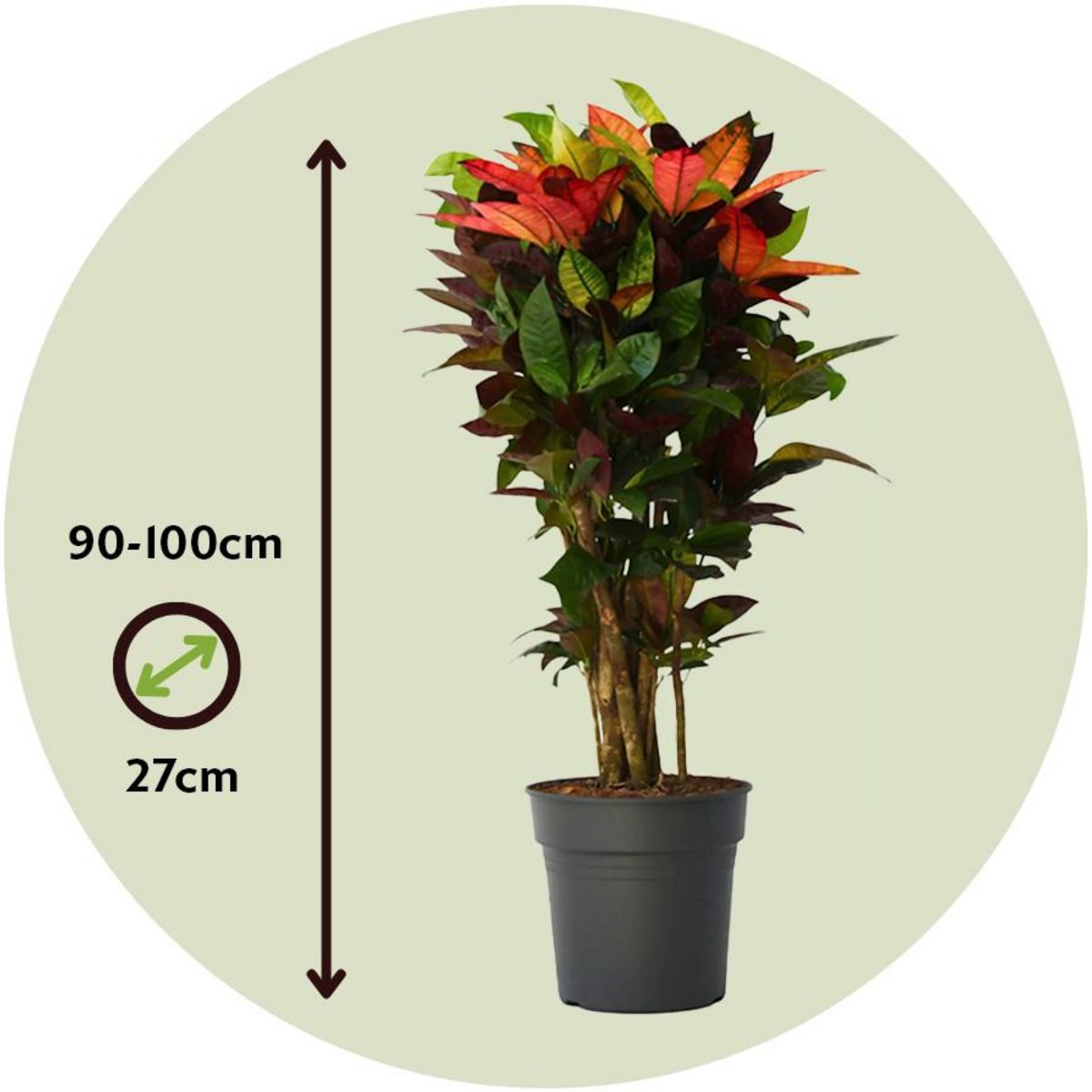 PLANT IN A BOX Croton - Codiaeum variegatum 'Mrs. Iceton' - Hauteur 90-100cm - Pot 27cm