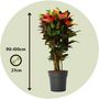 Voir la diapositive 2 : PLANT IN A BOX Croton - Codiaeum variegatum 'Mrs. Iceton' - Hauteur 90-100cm - Pot 27cm