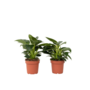 Voir la diapositive 1 : PLANT IN A BOX Plante verte - Set de 2 - Philodendron 'White Wave' - Hauteur 25-40cm - ⌀12cm