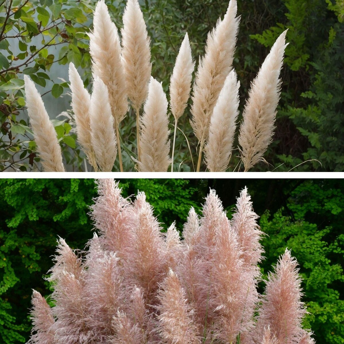 PLANT IN A BOX Herbe de la Pampa - Set de 6 - Cortaderia selloana - Hauteur 25-40cm - ⌀9cm
