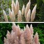 Voir la diapositive 3 : PLANT IN A BOX Herbe de la Pampa - Set de 6 - Cortaderia selloana - Hauteur 25-40cm - ⌀9cm