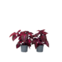 Voir la diapositive 1 : PLANT IN A BOX Feuille de sang - Set de 2 - Iresine herbstii - Hauteur 20-30cm - ⌀13cm